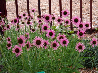[A sea of light-colored petals surrounding dark centers atop thin, green stems and leaves in front of a fence.]